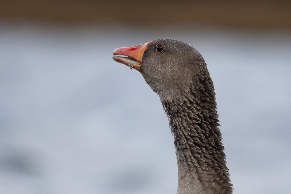 grauwe gans - Vogels - grauwe gans