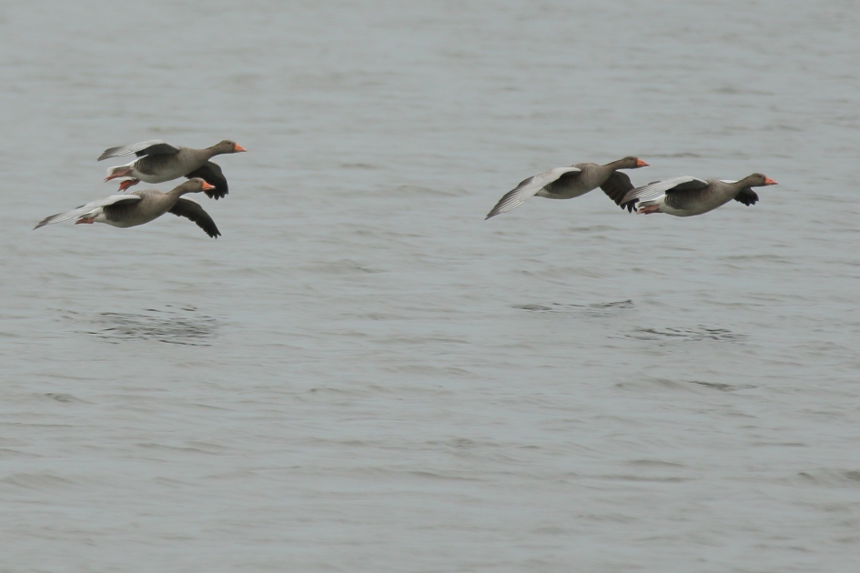 grauwe ganzen - Vogels - grauwe gans
