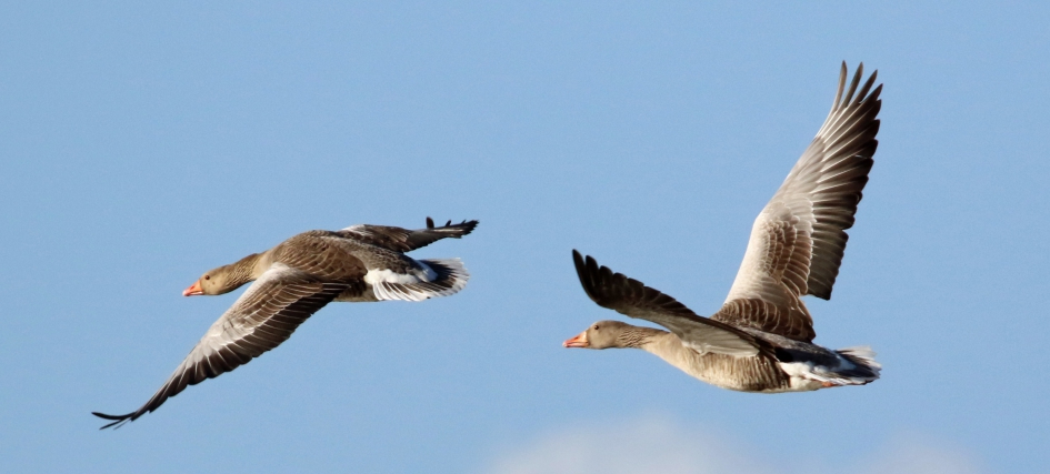 grauwe ganzen - Vogels - 