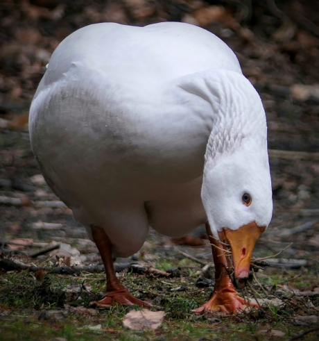Grazen, ook takjes blijkbaar