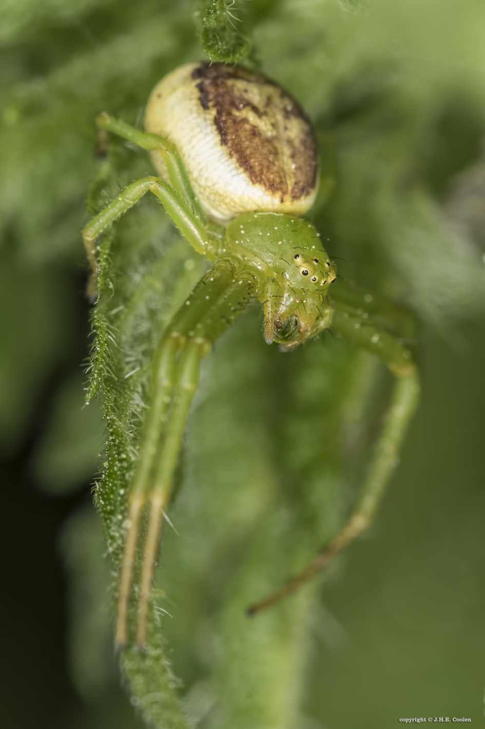 Groene krabspin - Geleedpotigen - Groene krabspin