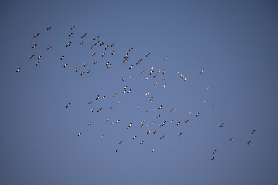 Groep kieviten en meeuwen - Vogels - Kieviten en meeuwen