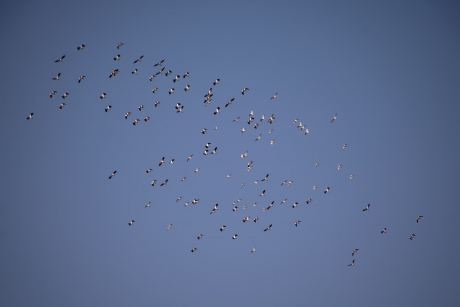Groep kieviten en meeuwen