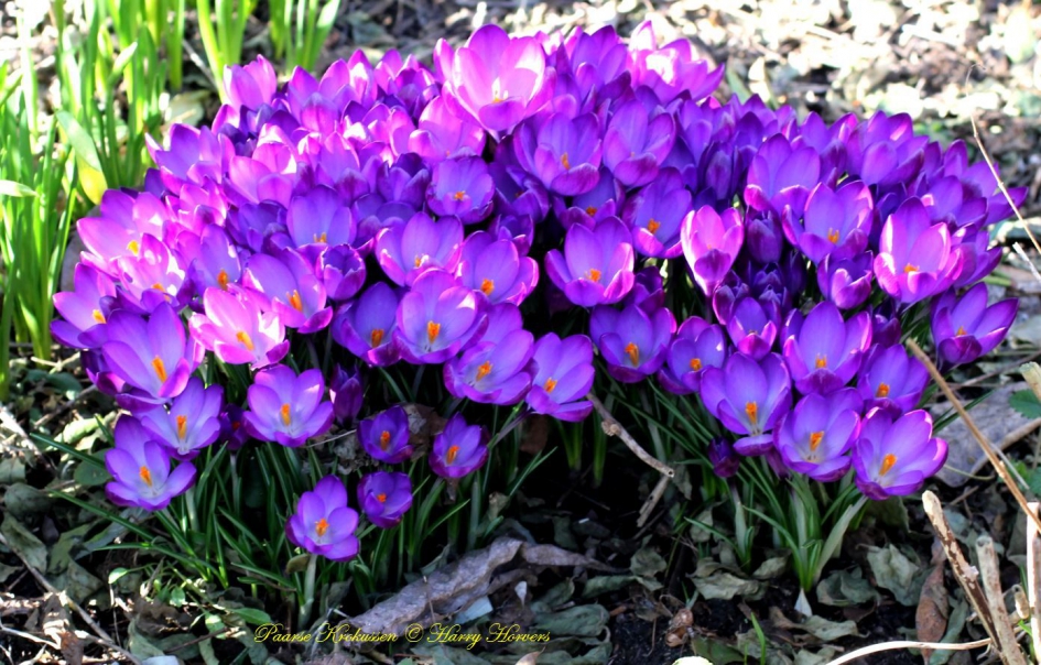 Groepje Paarse Krokussen - Planten - Paarse Krokussen