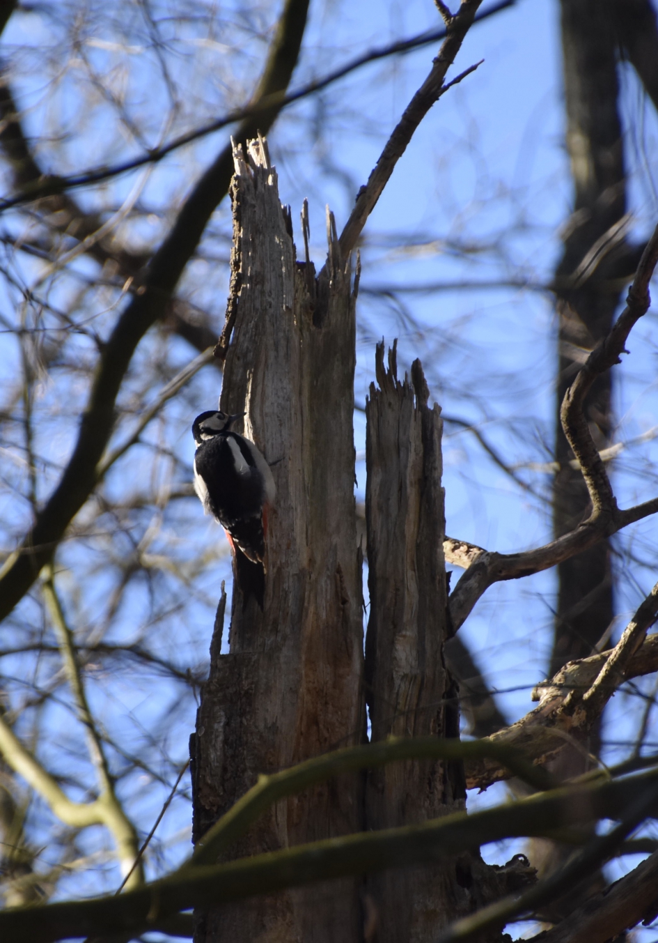 Bonte specht - Vogels - 