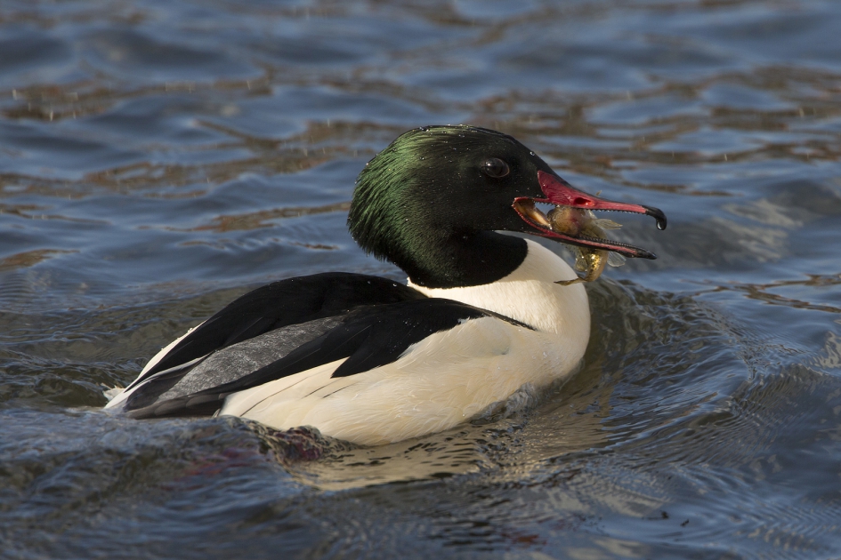 Grote Zaagbek - Vogels - Grote Zaagbek