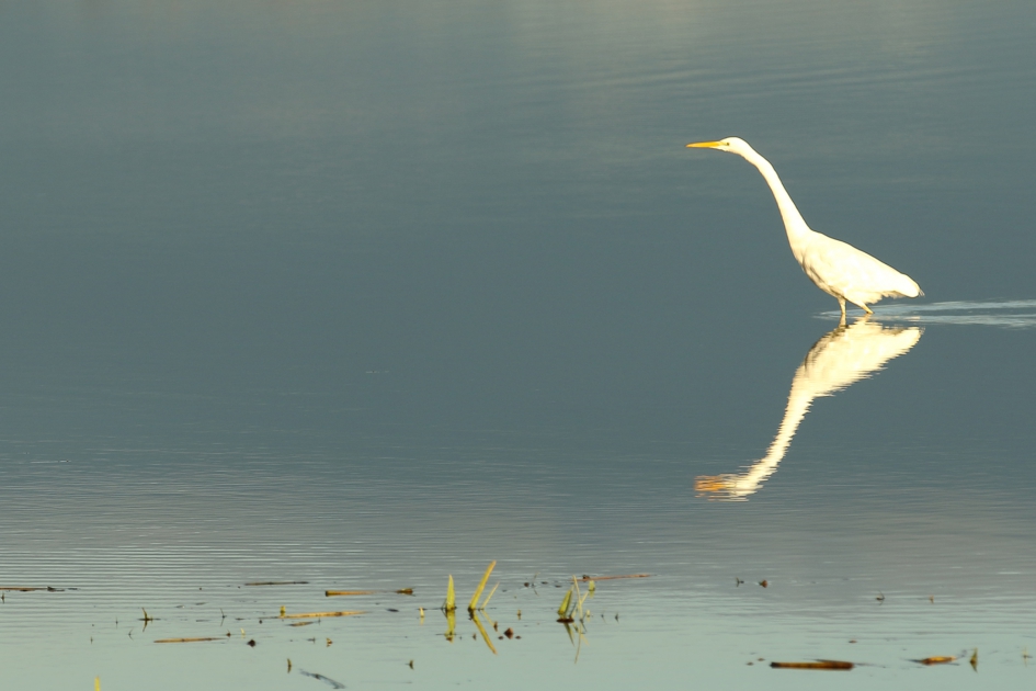 grote zilverreiger - Vogels - grote zilverreiger