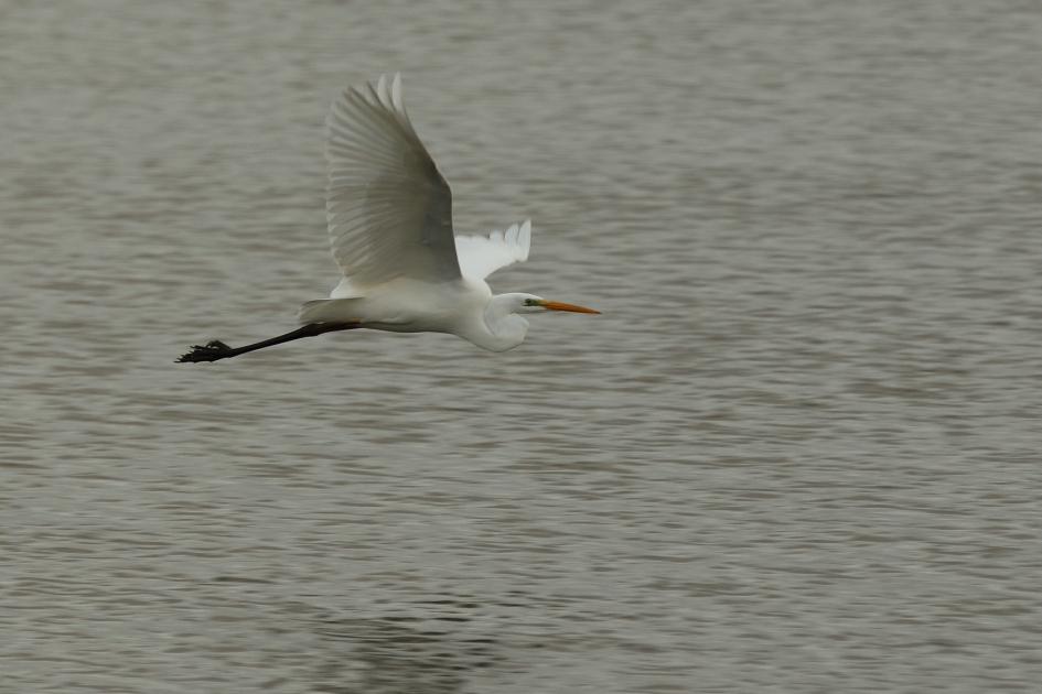 grote zilverreiger - Vogels - grote zilverreiger