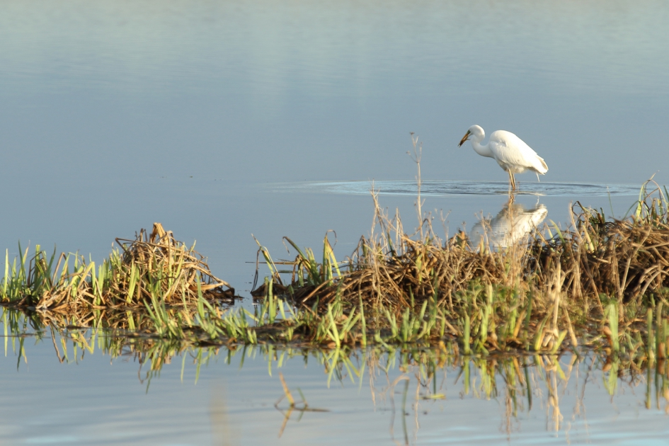 grote zilverreiger - Vogels - grote zilverreiger