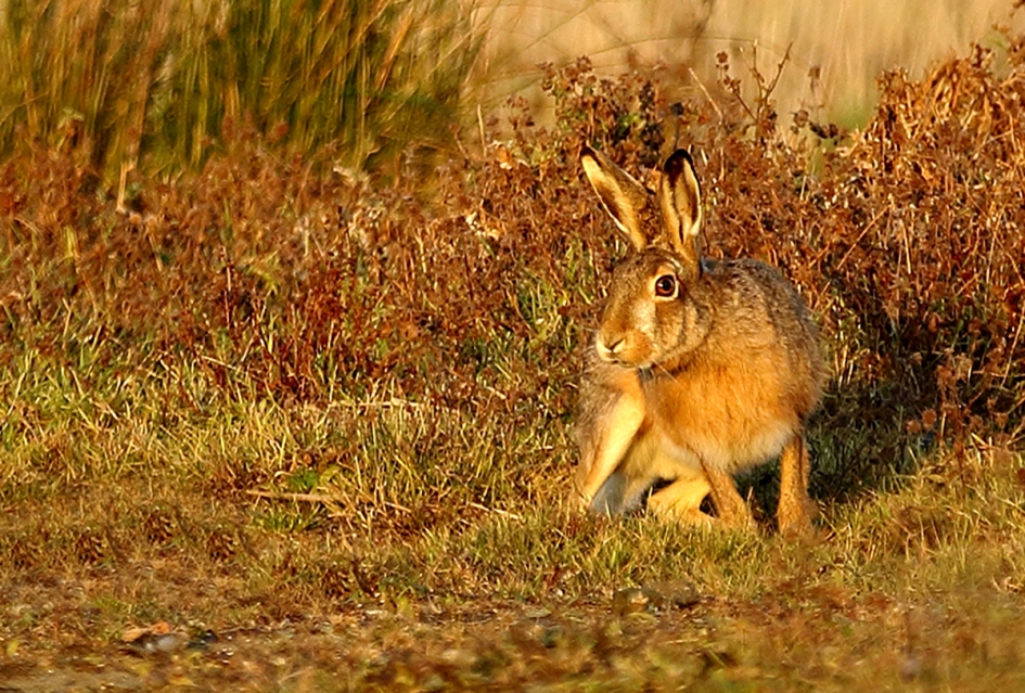 haas - Zoogdieren - haas