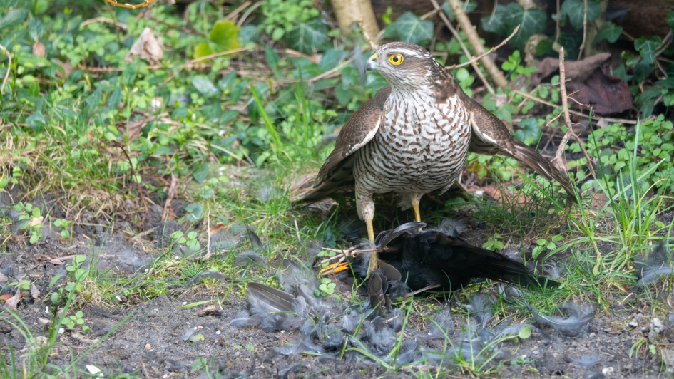Havik heeft merel gevangen - Vogels - Havik