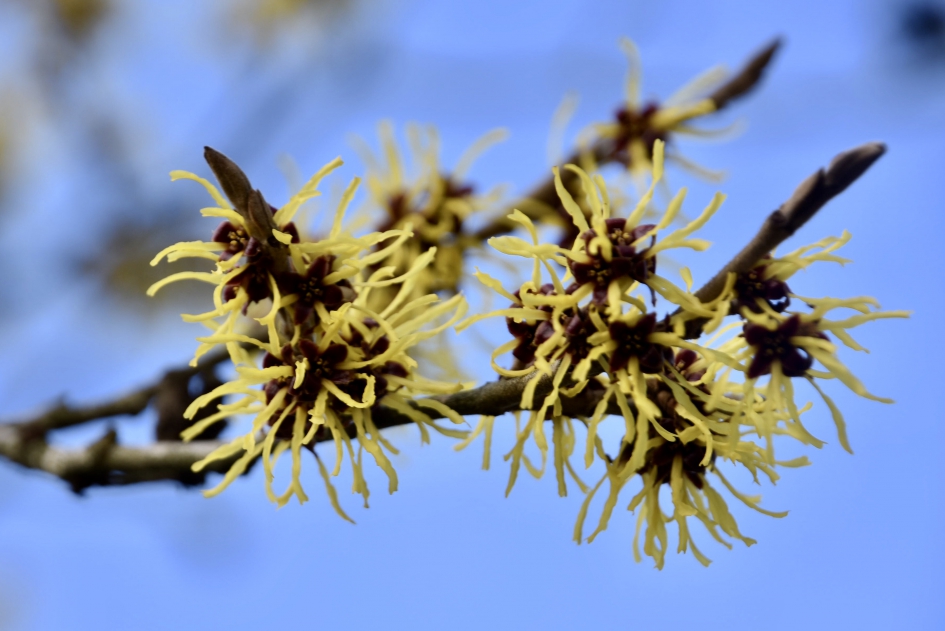 Toverhazelaar - Planten - 