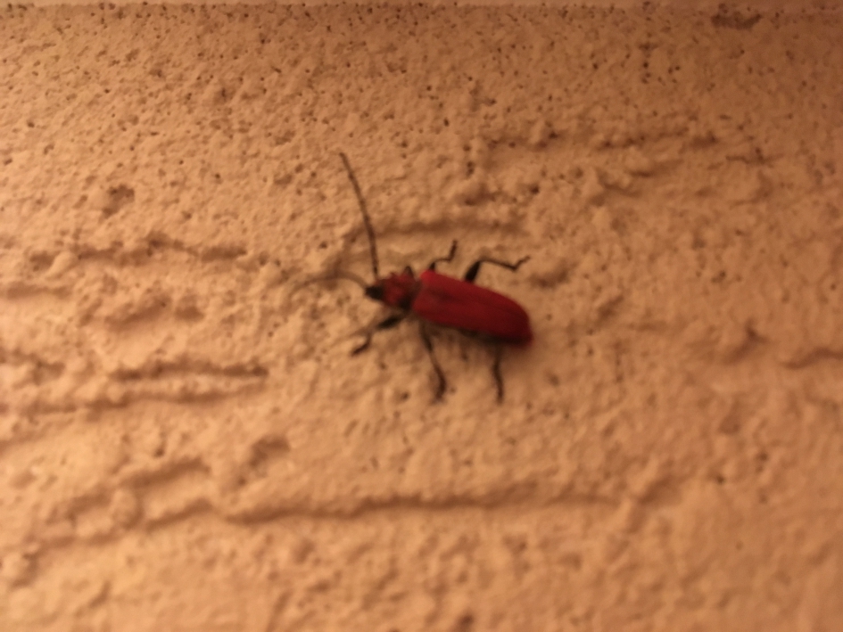 Help boktor - Geleedpotigen - 