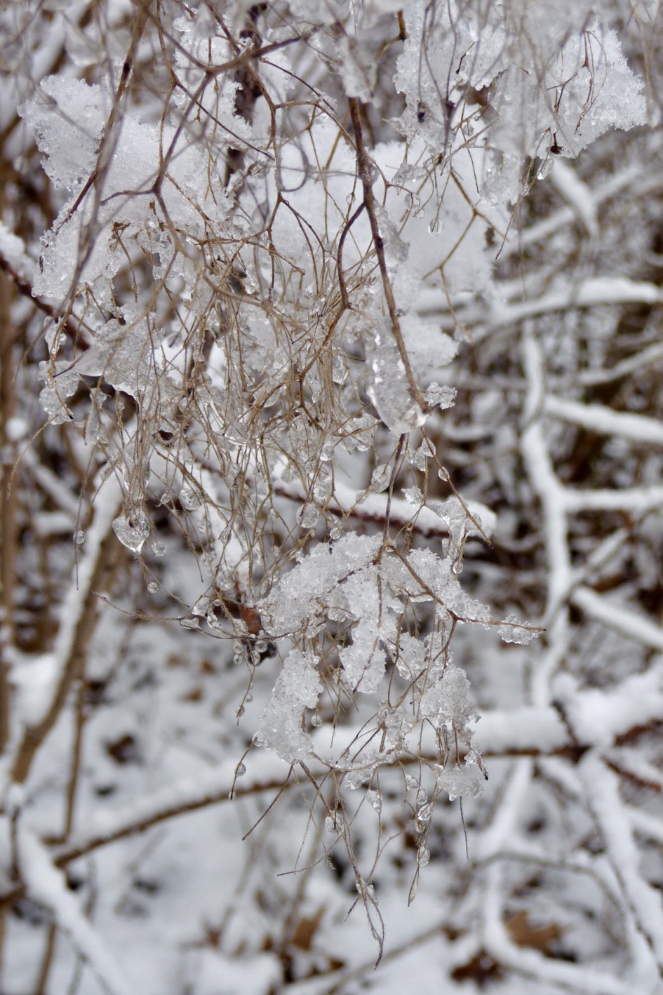 Het glinstert in het bos - Planten - 