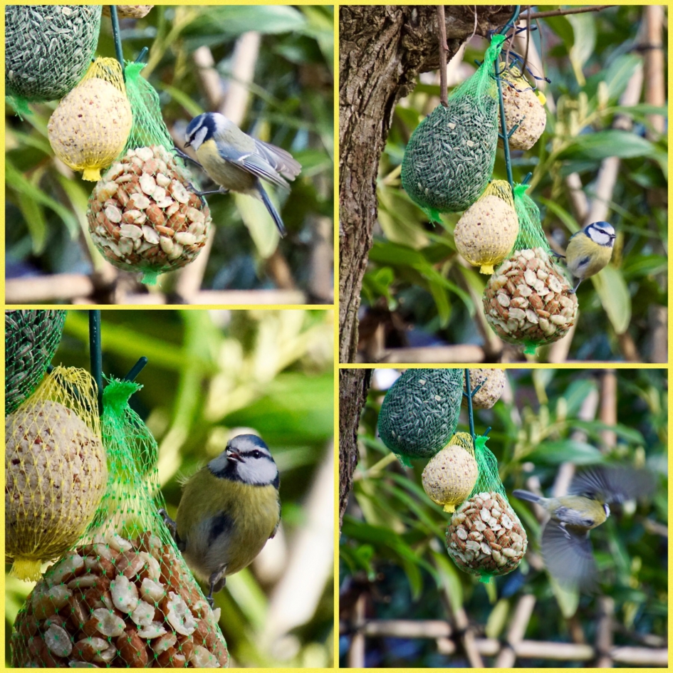Het pimpelmeesje - Vogels - Pimpelmees