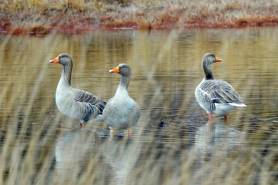Het ven weer vol water - Vogels - Grauwe Gans