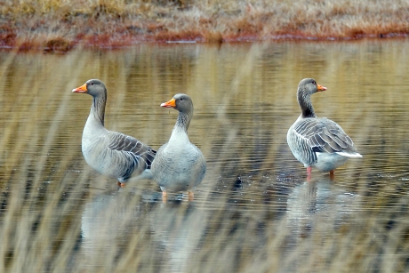 Het ven weer vol water