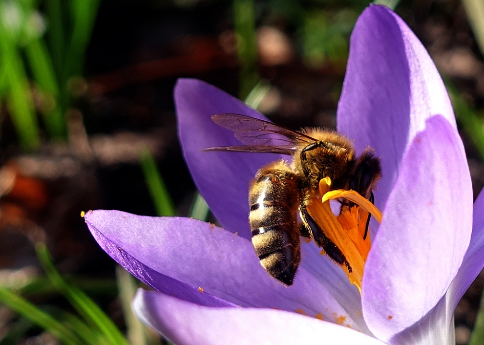 Het voorjaar van 2019 is begonnen! - Planten - 