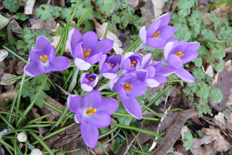 Het zonnetje... - Planten - 