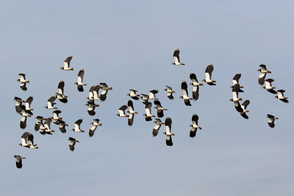 Hoera, de kieviten zijn terug (2) - Vogels - 