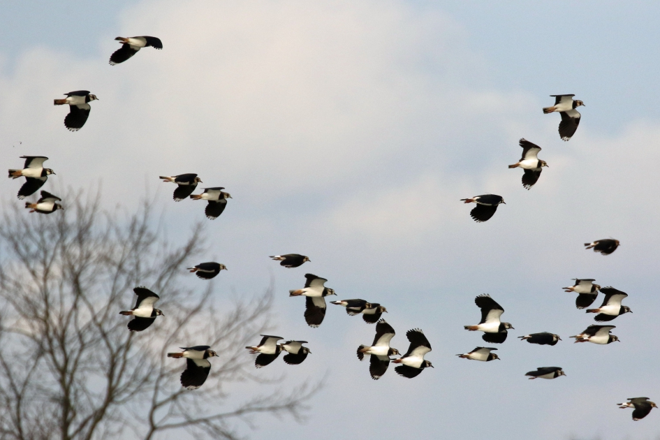 Hoera, de kieviten zijn terug... - Vogels - 