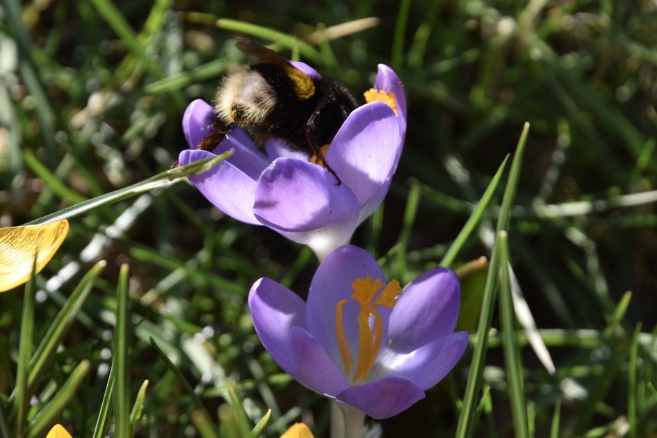 Hommel op de krokus - Planten - 