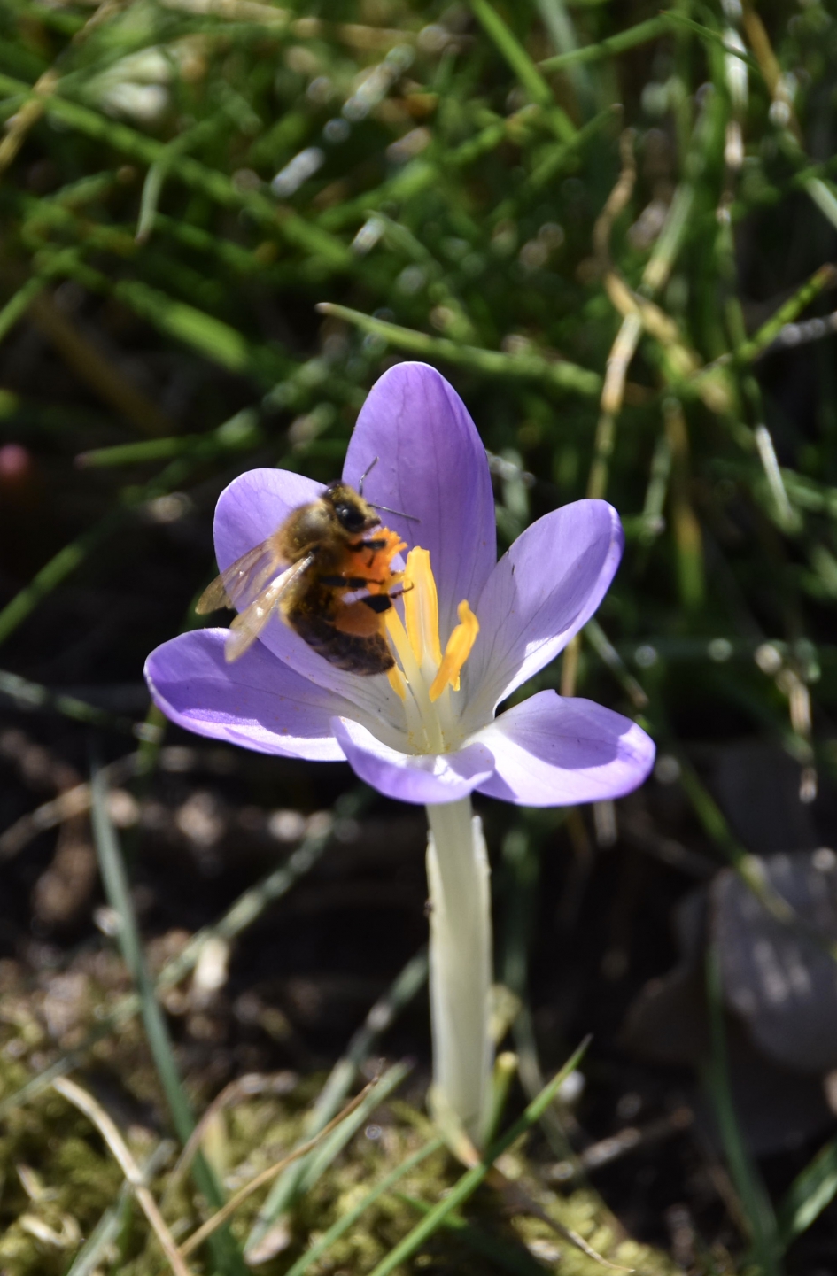 Hommel op een krokus - Planten - 