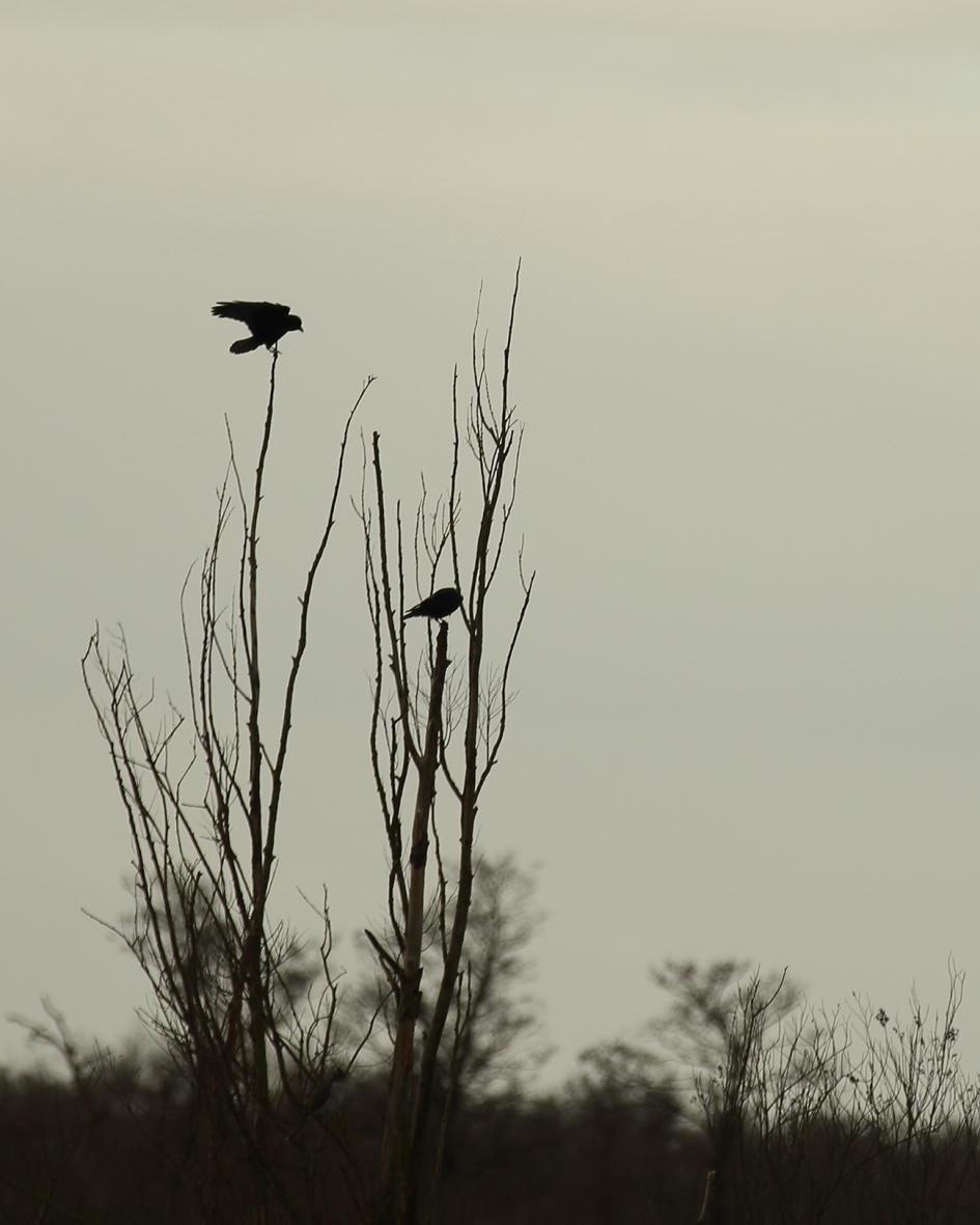 Hoog bezoek - Vogels - havik