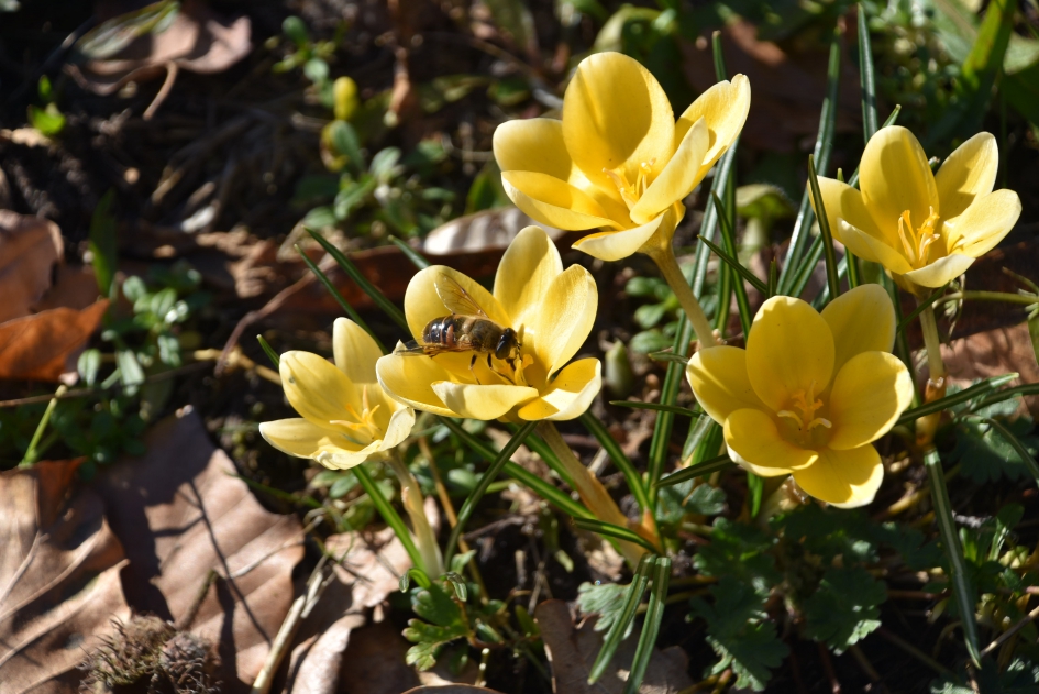 Hoog bezoek - Planten - 
