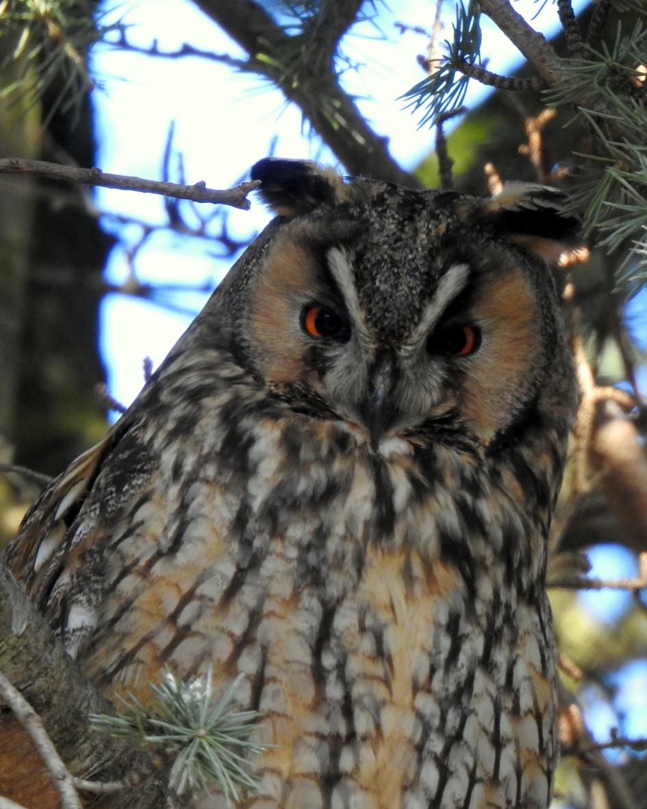 Hoog in de boom - Vogels - Ransuil