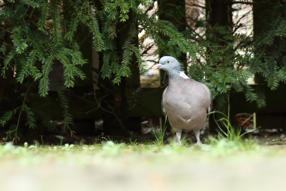 houtduif - Vogels - houtduif