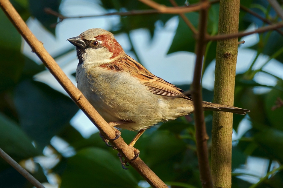 Huismus man - Vogels - Huismus