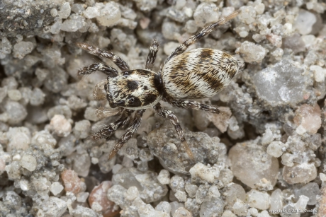 Huiszebraspin (Salticus scenicus)
