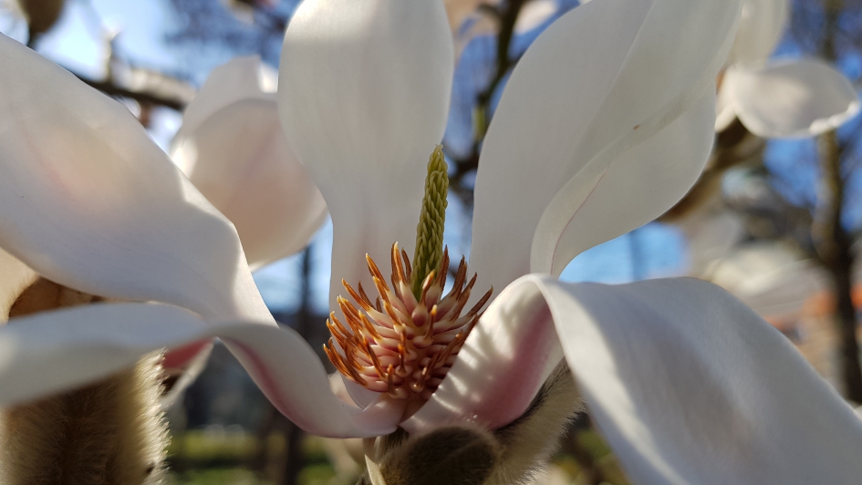 In bloei. - Planten - Magnolia of beverboom