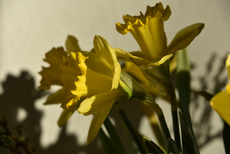 In het zonnetje - Planten - 