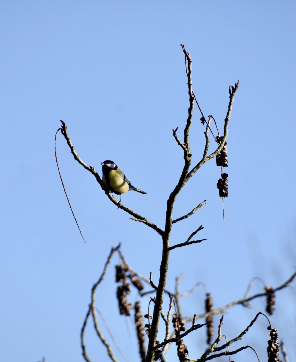 In top... - Vogels - 