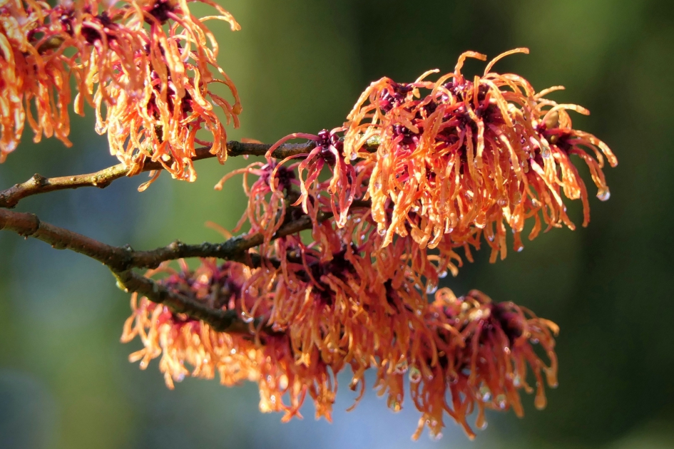 In vuur en vlam. - Planten - Toverhazelaar