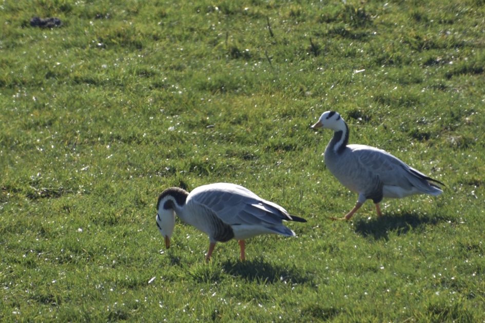 Indische gans - Vogels - 