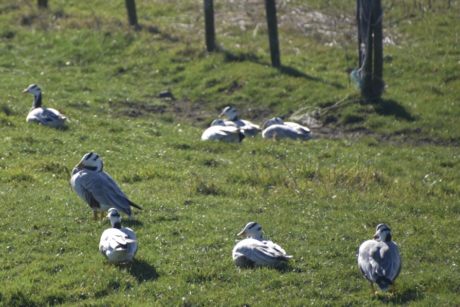 Indische ganzen - Vogels - 
