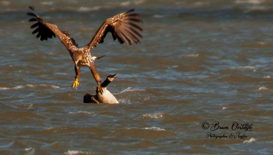 Jagende zeearend - Vogels - Zeearend