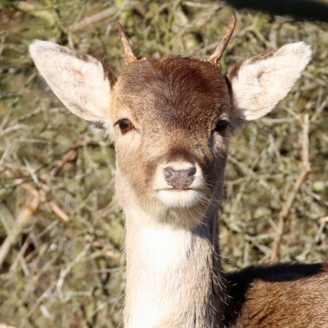 Jong damhertmannetje