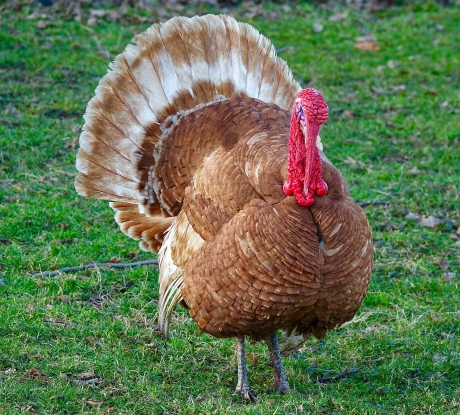 Kalkoen man in lentestemming