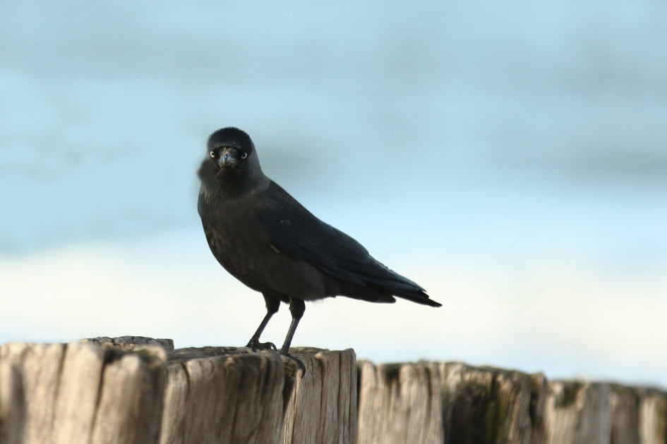 kauw - Vogels - kauw