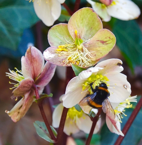 Kerstroos of Lenteroos