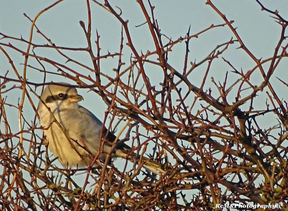 klapekster - Vogels - Klapekster.