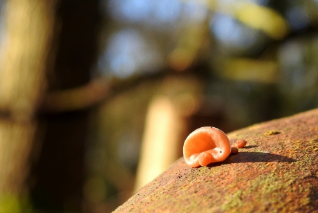 Kleine oortjes in een grote wereld
