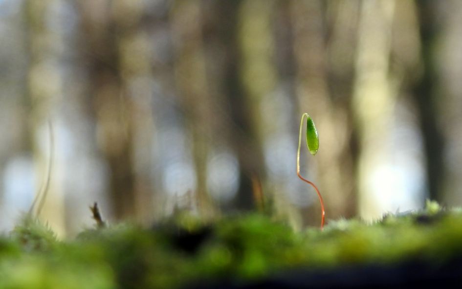 Kleine wereld - Planten - 