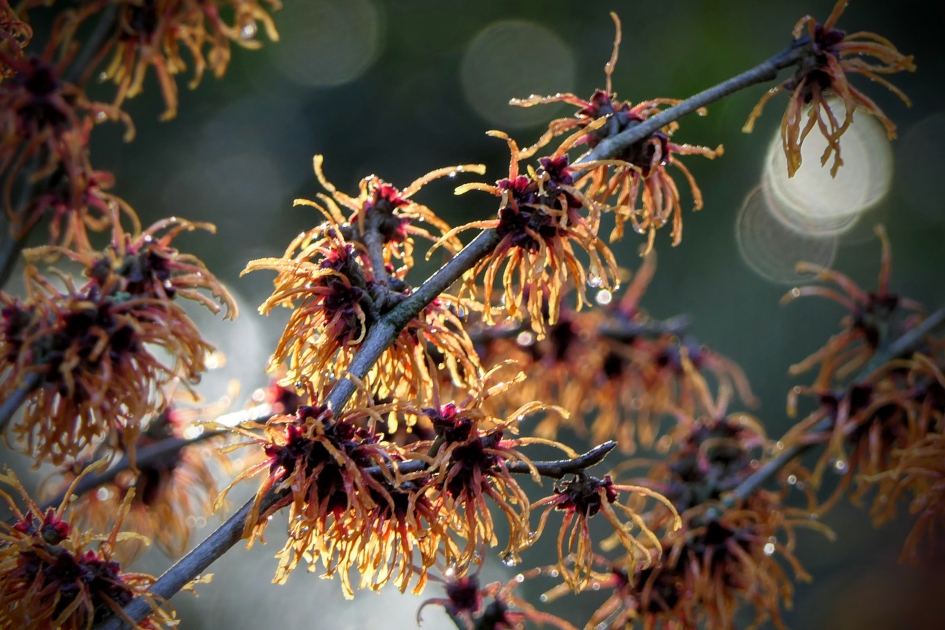 Kleurenpracht - Planten - Toverhazelaar