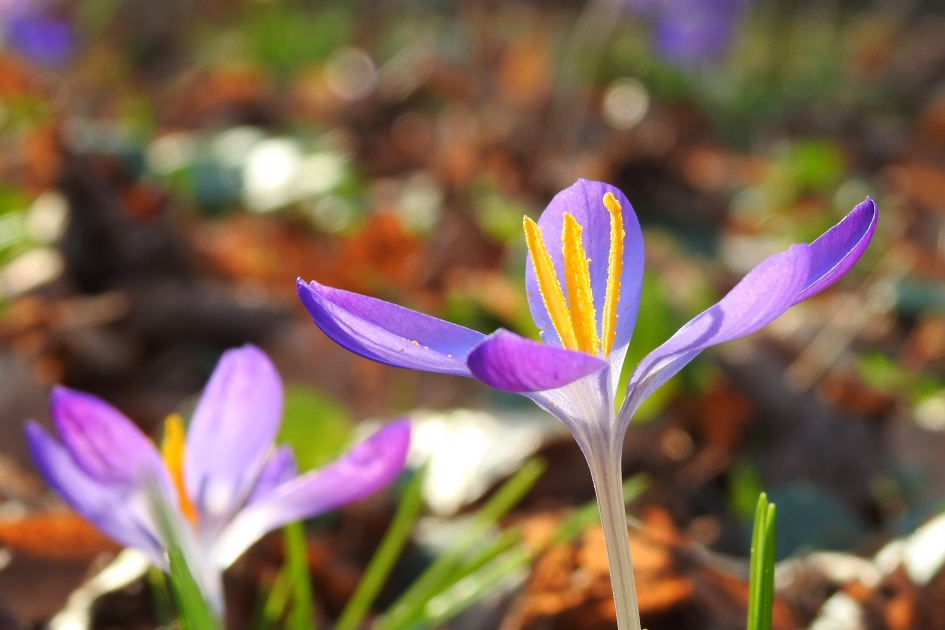 Kleurexplosie - Planten - Krokus