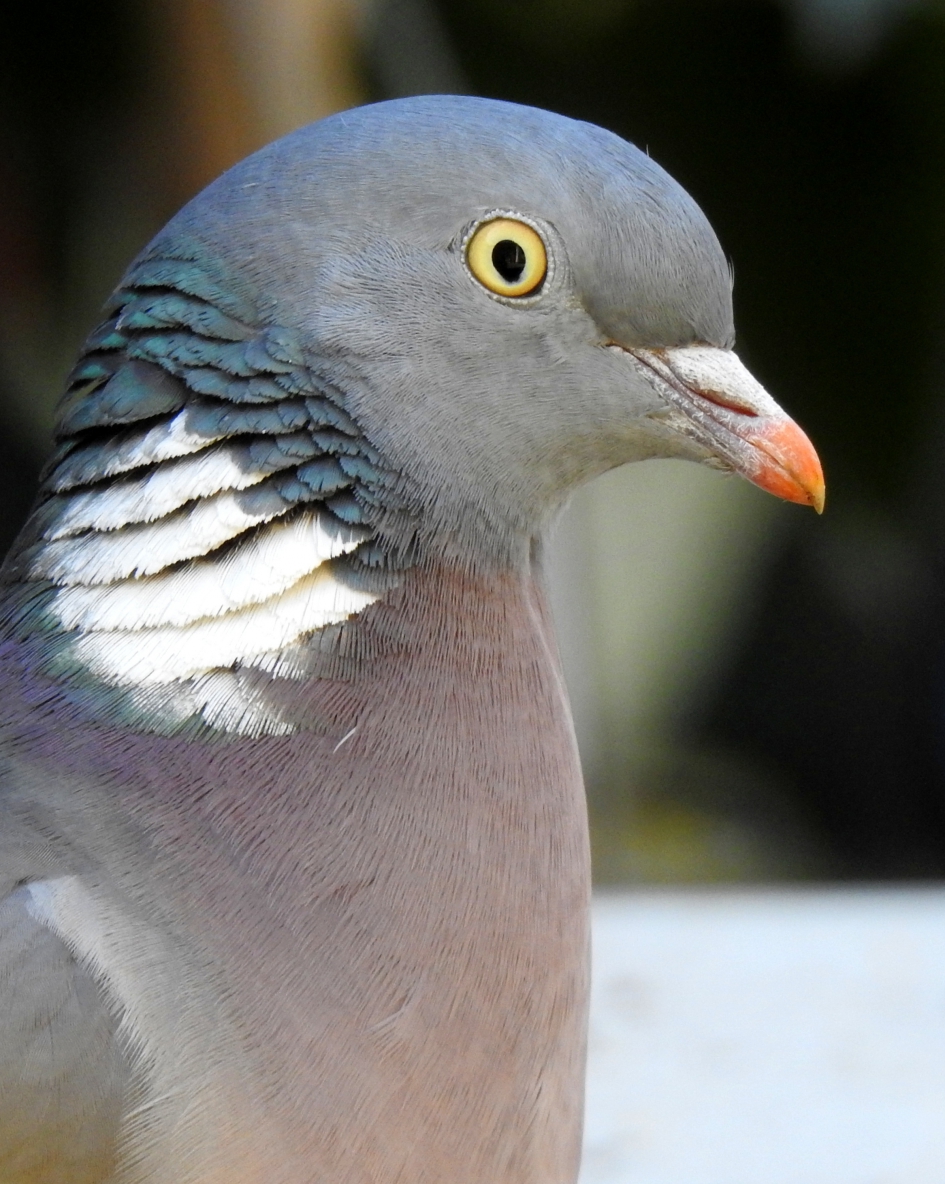 Kleurig verenpak - Vogels - Houtduif